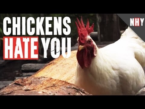 CHICKENS HATE YOU!