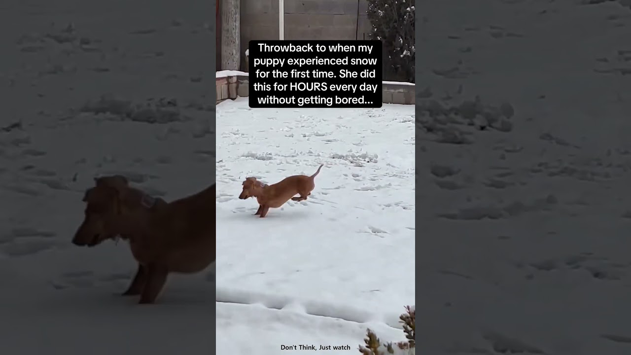 Hilarious pet videos  