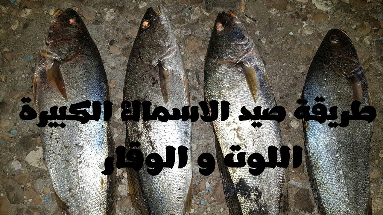 طريقة صيد الاسماك الكبيرة (اللوت و الوقار) بالطعم الحي