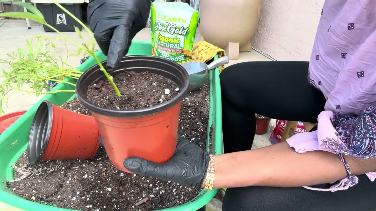 Пересадка рассады батата в небольшие горшки.