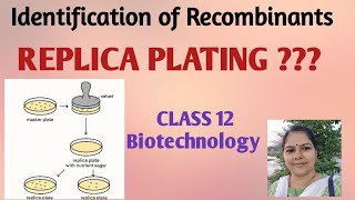 Identification of Recombinants by Replica Plating method:a simple explanation. Class 12 biotech
