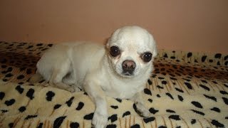 Жесть !!! Кефиру Чихуахуа первый раз в жизни чистят - Dog Chihuahua brush my teeth. Fun with dogs Жесть !!! Кефиру Чихуахуа первый раз в жизни чистят - Dog Chihuahua brush my teeth. Fun with dogs