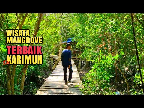 mangrove-mengkuse,-satu-satunya-wisata-mangrove-terbaik-di-karimun-kepri