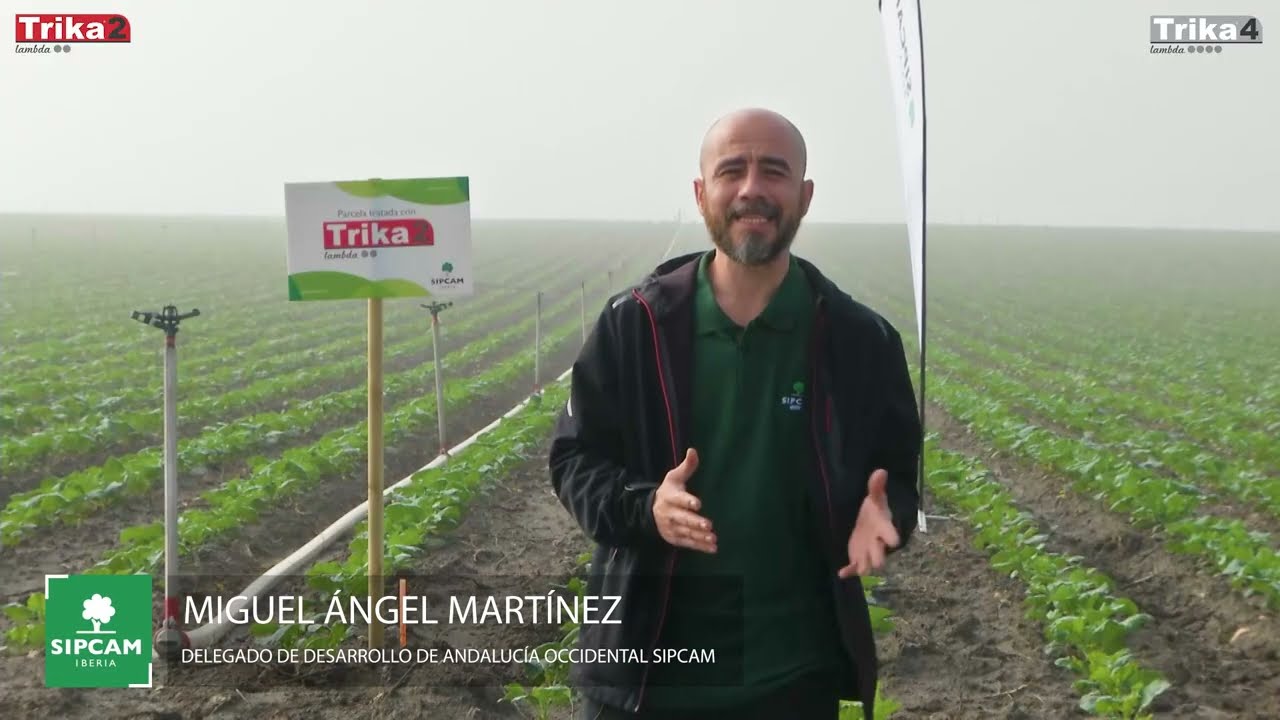 🥦 Insecticidas en brócoli: los microgranulados Trika Lambda