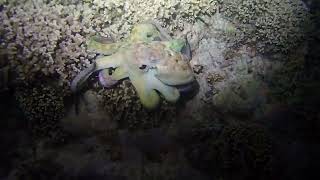 Octopus Out Hunting Whilst on a Night Snorkel in the Maldives