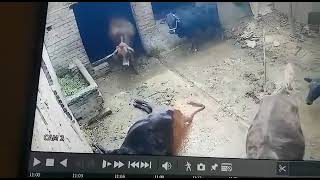Animal Attack | Cow Attack | CCTV Recording / CCTV Footage #viral #cow #cctv #cctv中文國際