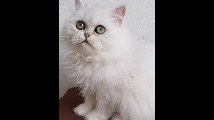 Video 5497141: british long hair cat, british chinchilla cat, cats british beauty