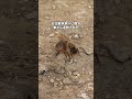 羽化したばかりの新女王蜂が瀕死の状態で見つかりました #ニホンミツバチ #女王蜂