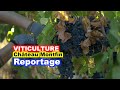 Ref:asUiHiMLmEI Viticulture : chteau montfin (hd)