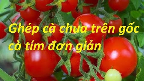 PHƯƠNG PHÁP GHÉP CÀ CHUA TRÊN GỐC CÀ TÍM|KỸ THUẬT GHÉP GỐC CÀ CHUA