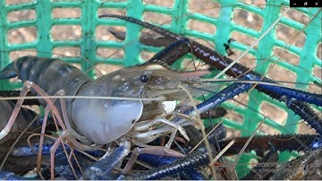 Điều kiện kỹ thuật để nuôi tôm càng xanh thành công