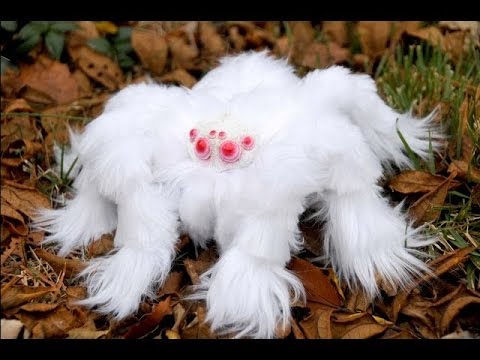 Giant Spider! Real Fluffy Albino Tarantula Caught (Hoax Or Not) - YouTube