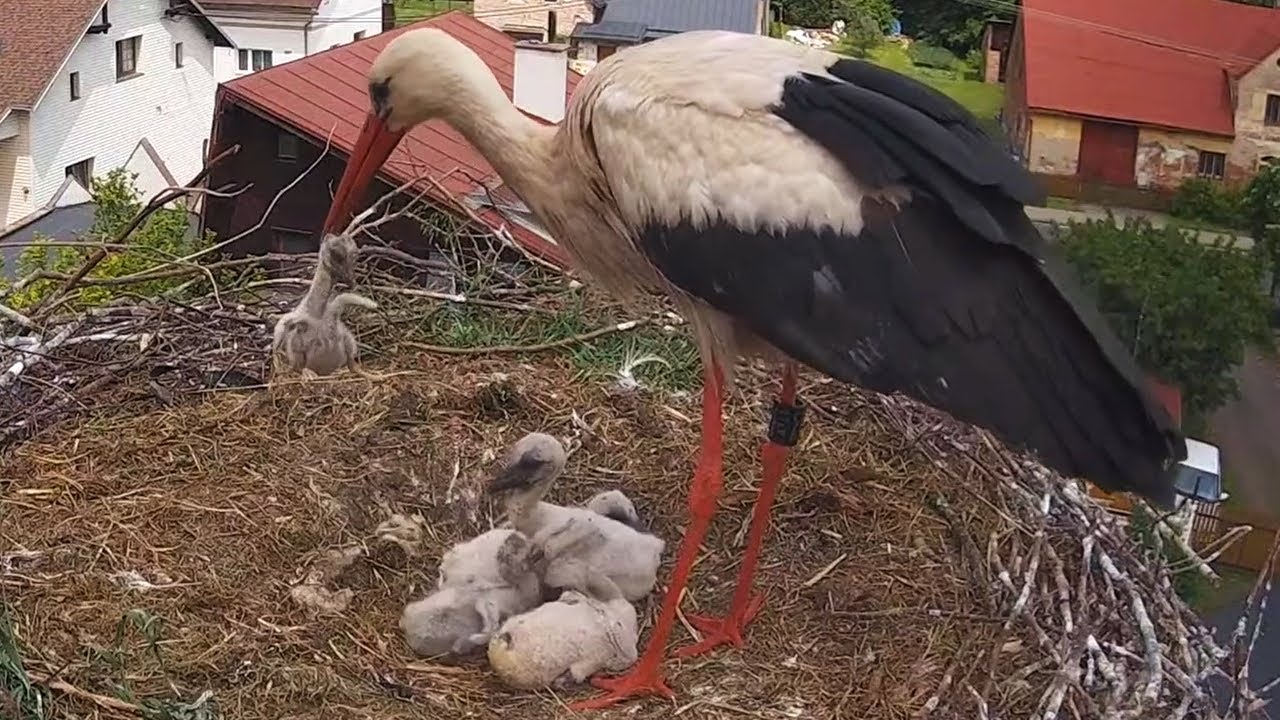 Čápi Mladé Buky | Dny plné nejistoty | Days full of uncertainty