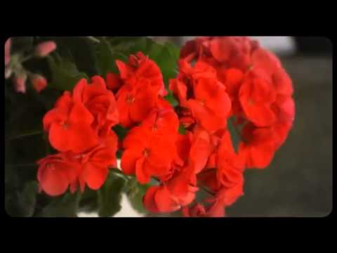 my flowers geraniums