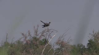 Coucou gris (Cuculus c. canorus) Common Cuckoo Coucou gris (Cuculus c. canorus) Common Cuckoo