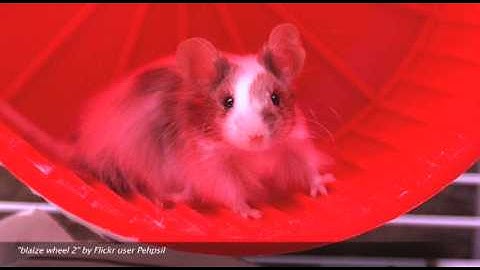 Daniel Greene - Distance memory functions in mice