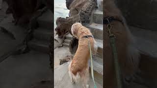 Hiking With My Dog At The Beach | Amazing Coastal View POV 2026 !!!