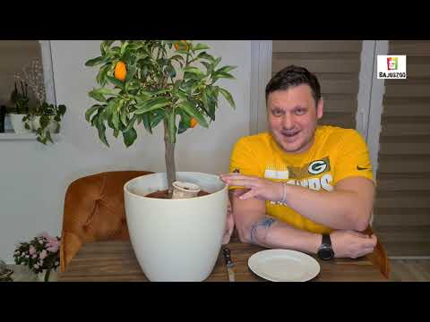 Videó: A kumquat narancs?