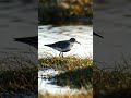 Baird’s Sandpiper Bird Sound in 4K — Rare Shorebird Call Up Close (Calidris bairdii) #birdsound