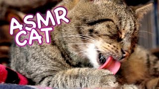 ASMR Cat  Grooming #4