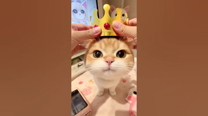 Video 11907111: kitten pets cutecat kitty, cat kitty cutecat pets, kitty pet cutecat funny, kitty kitten pet cute, big cat cutecat, cute cat kittens eyes