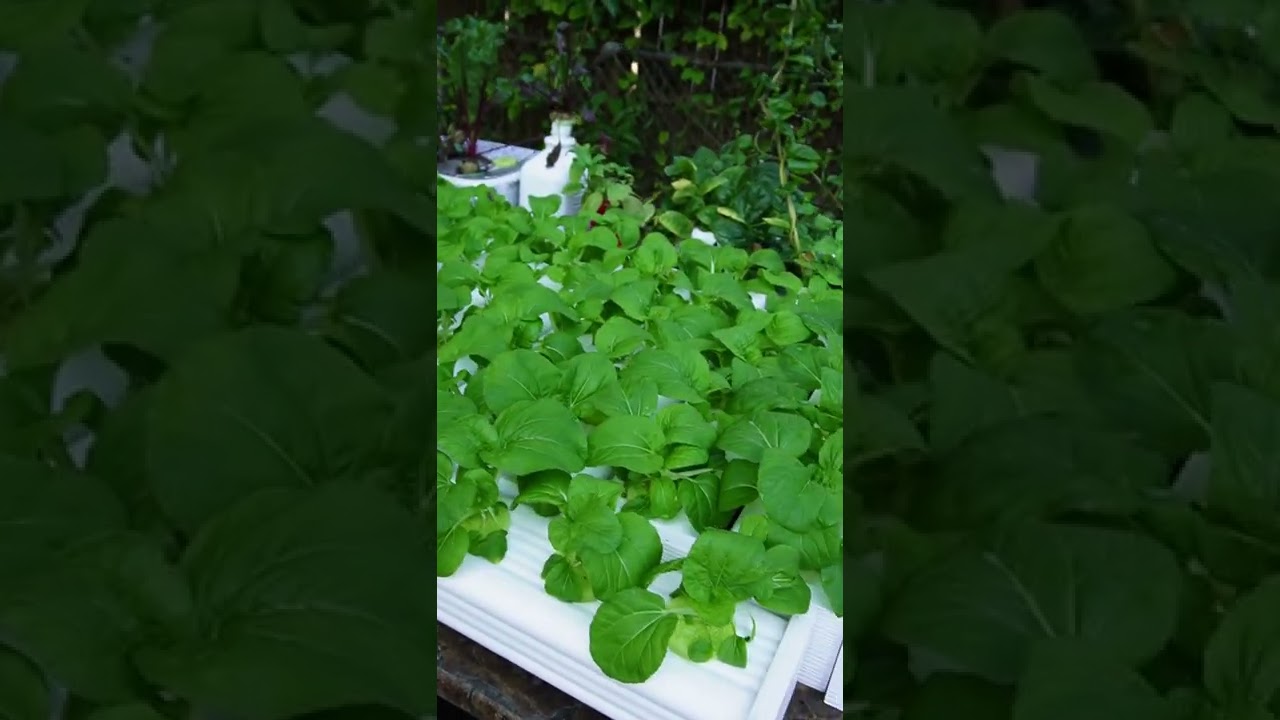 How Much Sun Does My Hydroponic Garden Need Day 12 YouTube