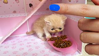 The Smallest Rescued Kitten in the World got a New Most Amazing Kittens House For Cats! The Smallest Rescued Kitten in the World got a New Most Amazing Kittens House For Cats!