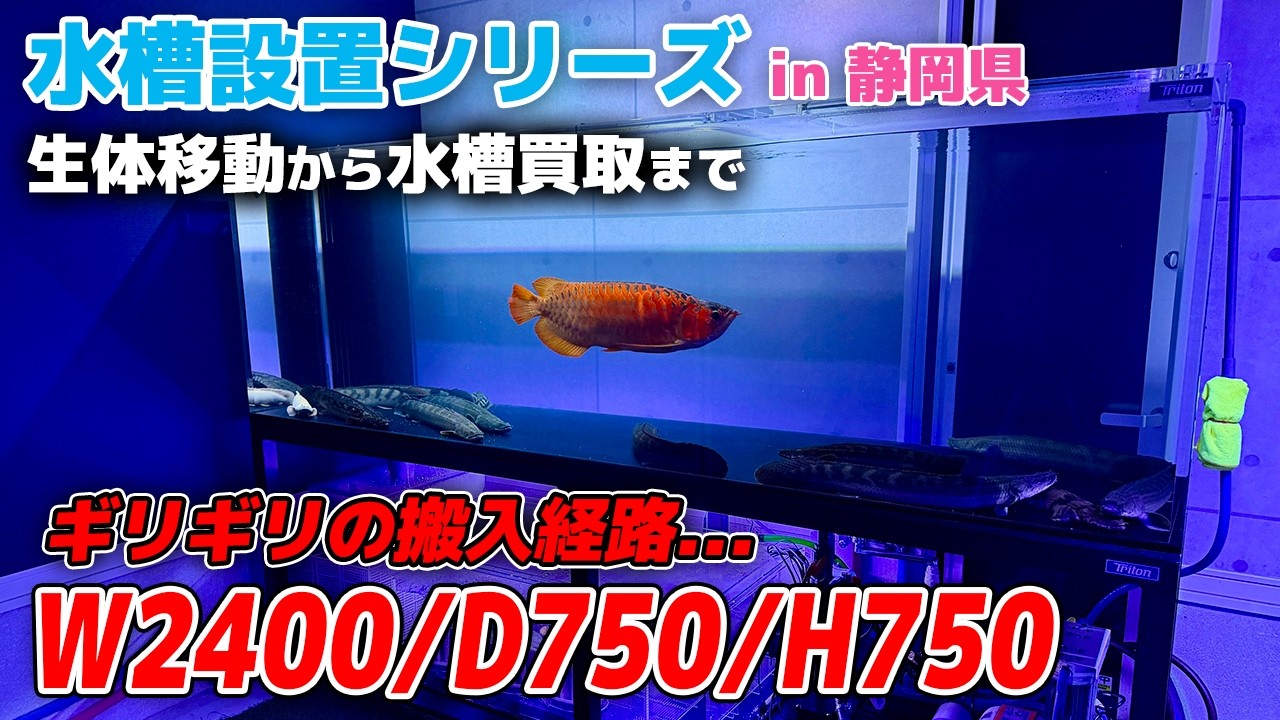 Aquarium Installation Series] We installed a 2.4-meter aquarium in