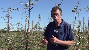 PIPS 3: Advancing sustainable and technology driven apple orchard production systems