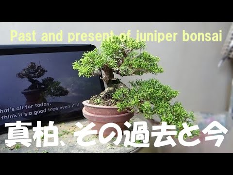盆栽工房 春嘉 - YouTube