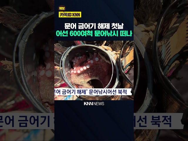 '문어 금어기 해제' 삼천포 문어낚시어선 북적 / KNN