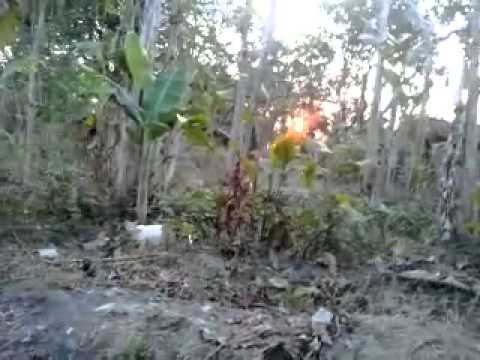 perkelahian 2 kucing anggora