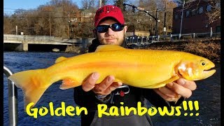 A reflection of massive social media exposure golden rainbows are
becoming more popular to catch daily. these bright yellow trout we
headed penns...