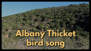 ALBANY THICKET BIRD CALLS - 24 typical bird songs from this unique habitat of the Eastern Cape
