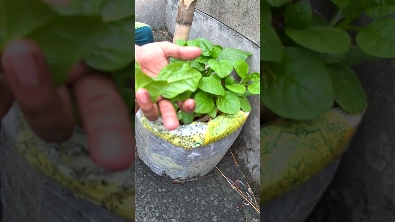 ১০ টাকার বস্তায় ৪০ টাকার পুঁইশাক | how to farming?  #greenrevolution #gardening #greenrooftop
