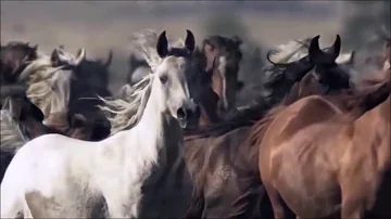 ¿Cómo se llaman los caballos niño?