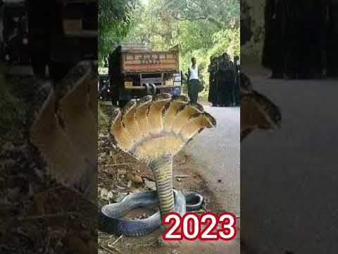 2023     5000    