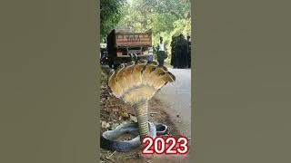 2023 seven head snake and 5000bce shorts ||mythical biology|| #shortvideo