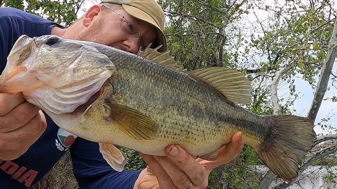 Fishing for Bass with Bluegill - Catching Bass with Live Bait 