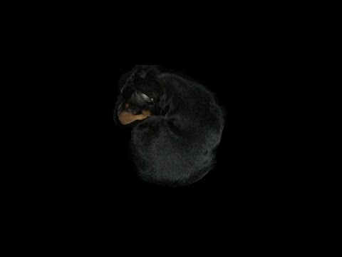 ミニチュアピンシャー ブラックタン【ミニピン】【癒し】【miniature pinscher】