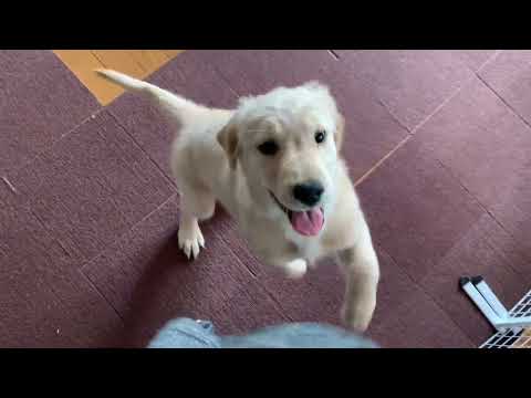 PayPayジャンボのCMで何故かテンションMAXになるゴールデンレトリバーの子犬