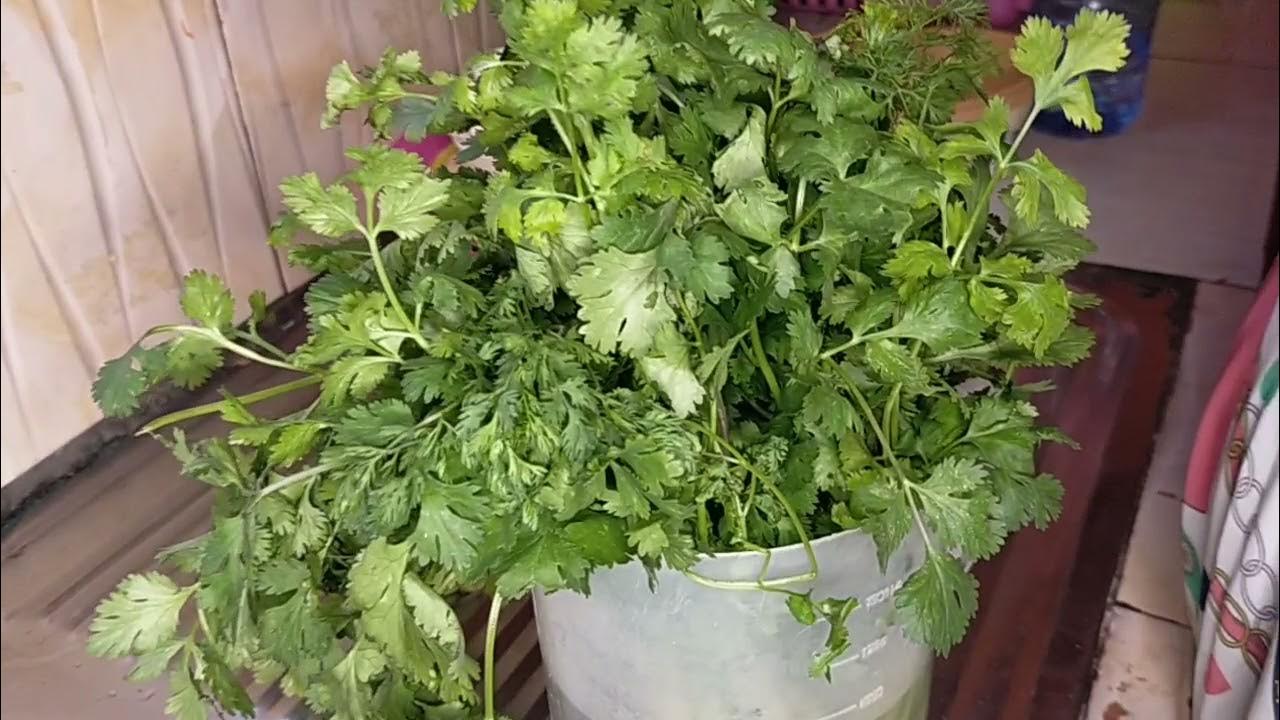 How to keep coriander Fresh for long. YouTube