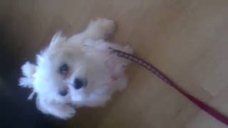 Dose my hair Bow look cute ? by Kelly Smith 47 views 7 years ago 7 seconds