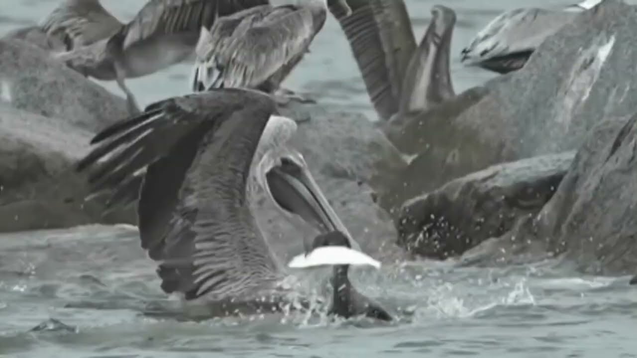 Birds fishing in sea || Animals sky || abcc