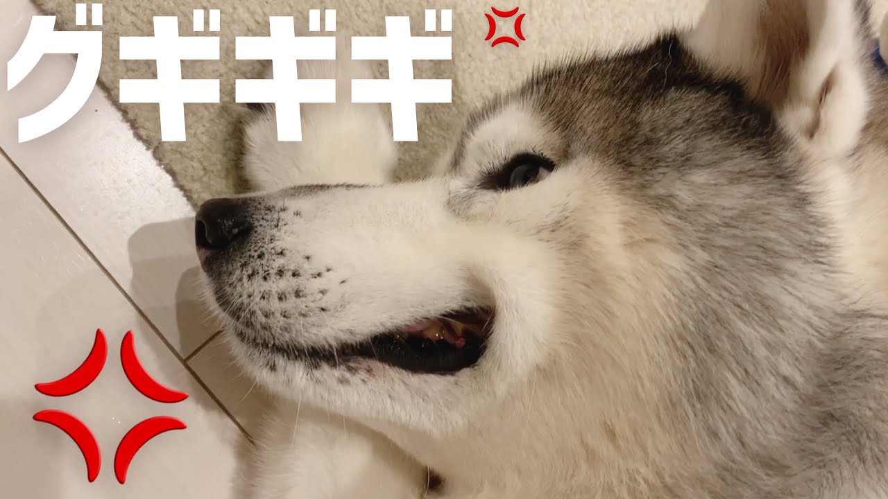 怒りで顔が歪んでるシベリアンハスキー Youtube