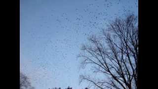 flying tree birds then