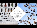 A Journey From Bugs to Birding. Desert Rivers Audubon. October 11th 2022