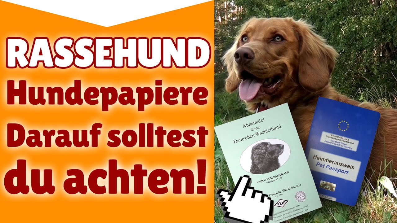 Rassehund Hundepapiere Auf Was Du Bei Rassehund Hundepapiere Achten