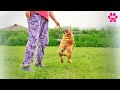 Чудом выжившая собака - беременна и прыгает!  Удивительная история Английского Бульдога Ляли.