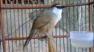 kaso kaso termahal ditawar 100jt g'dilepas seperti ini gacornya